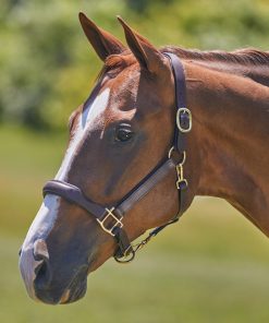 Harwich® Ergonomic Halter by SmartPak 2.0