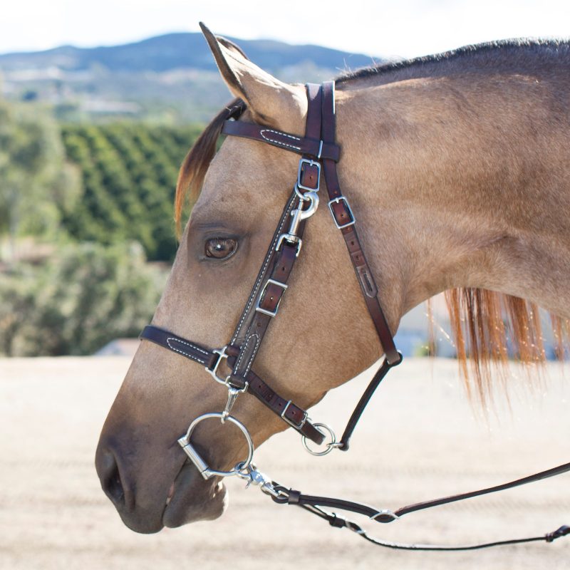 Horse wearing a dark oil leather bridle