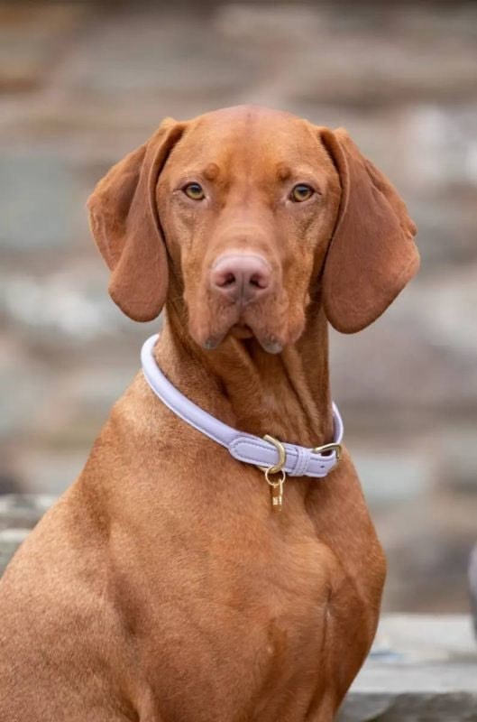 Digby Fox Rolled Leather Dog Collar - Image 3