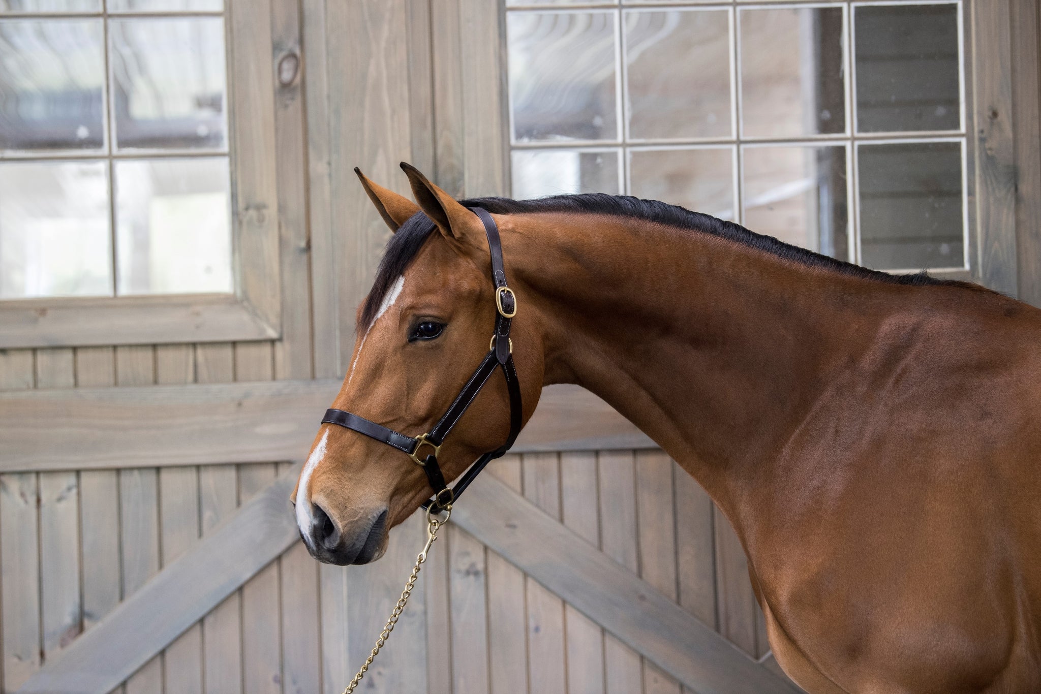 Gatsby Adj Turnout Leather Halter No Snap - Image 3
