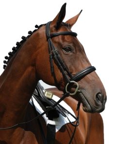 Collegiate Syntovia Cavesson Bridle