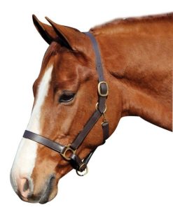 Advantage Leather Halter/ Comfort Padding Horse Br
