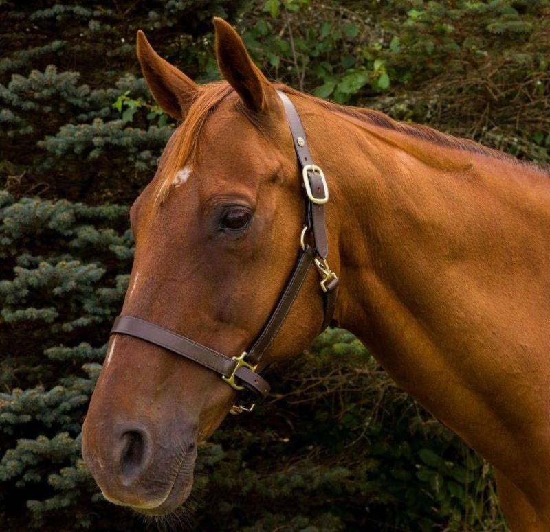 Advantage Leather Halter/ Comfort Padding Horse Br - Image 3