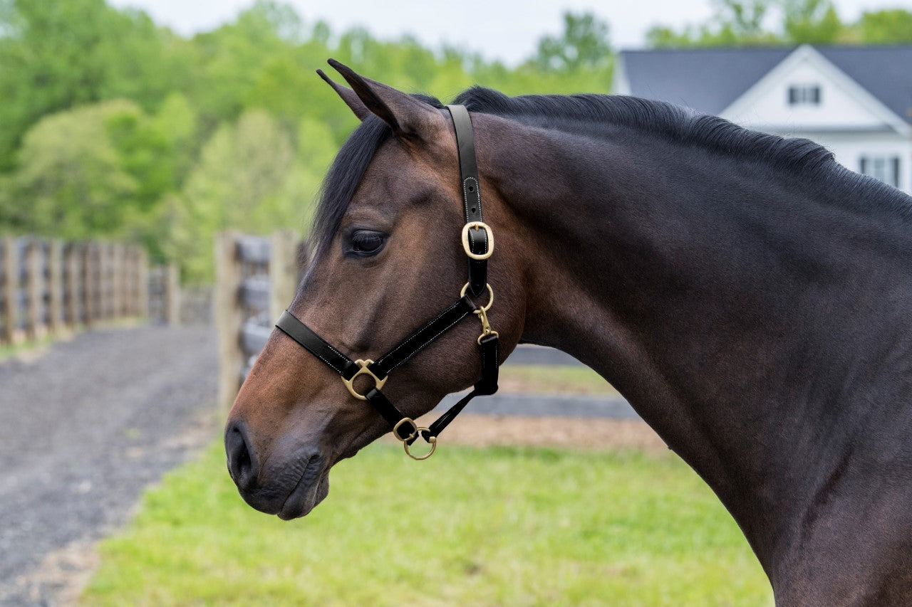 Gatsby Leather Turnout Halter with Snap - Image 3