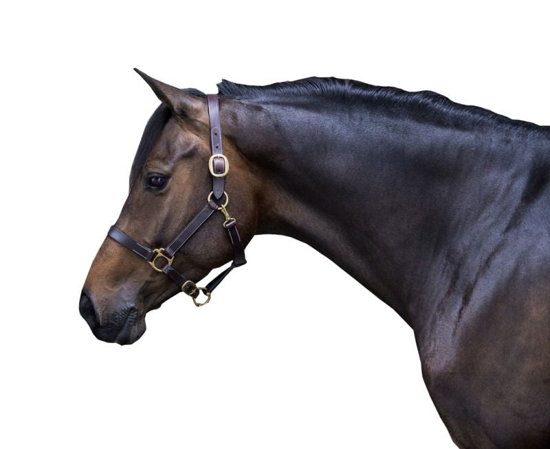 Gatsby Leather Turnout Halter with Snap - Image 7