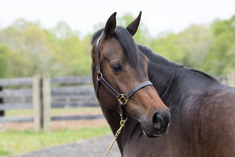 Gatsby Leather Turnout Halter with Snap - Image 8