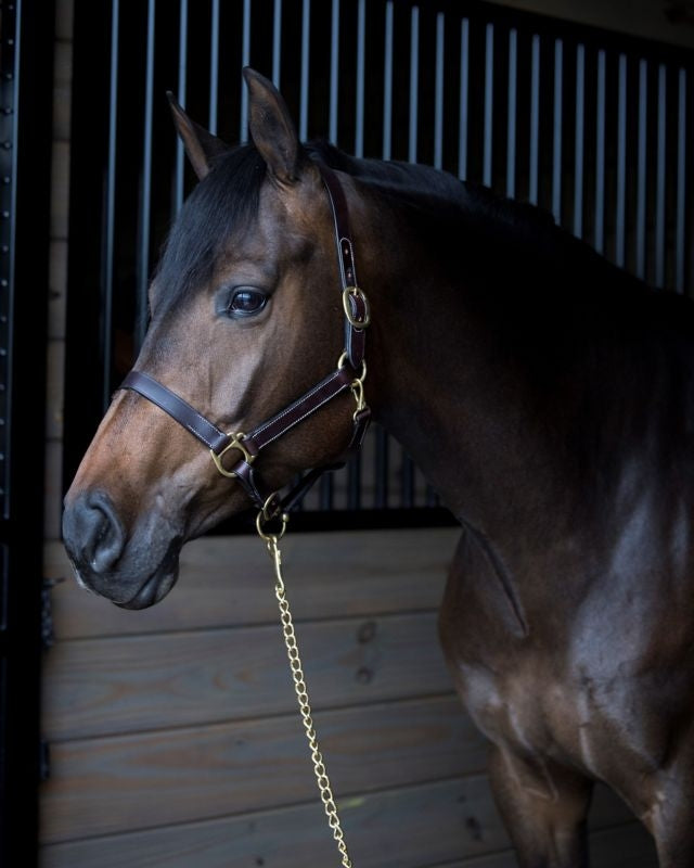 Gatsby Leather Turnout Halter with Snap - Image 9