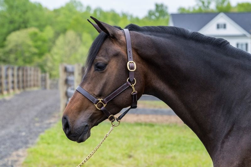 Gatsby Leather Turnout Halter with Snap - Image 10