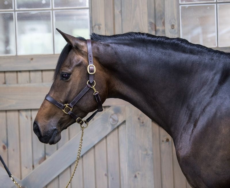 Gatsby Leather Turnout Halter with Snap - Image 11