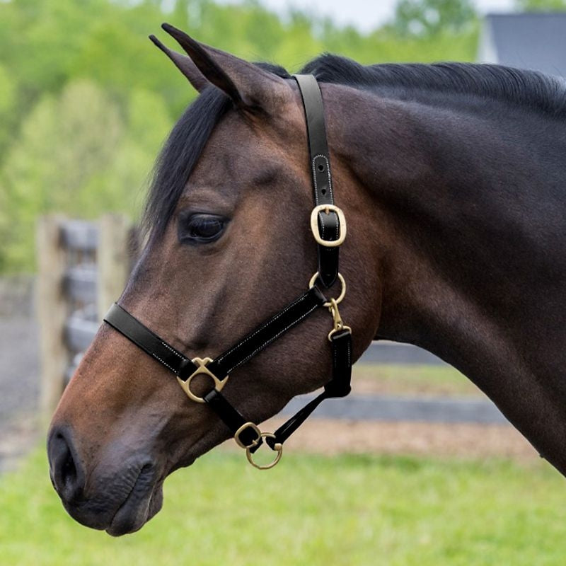 Gatsby Adj Turnout Halter with Snap - Image 2