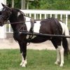CDE Mini/Pony Formal Driving Harness