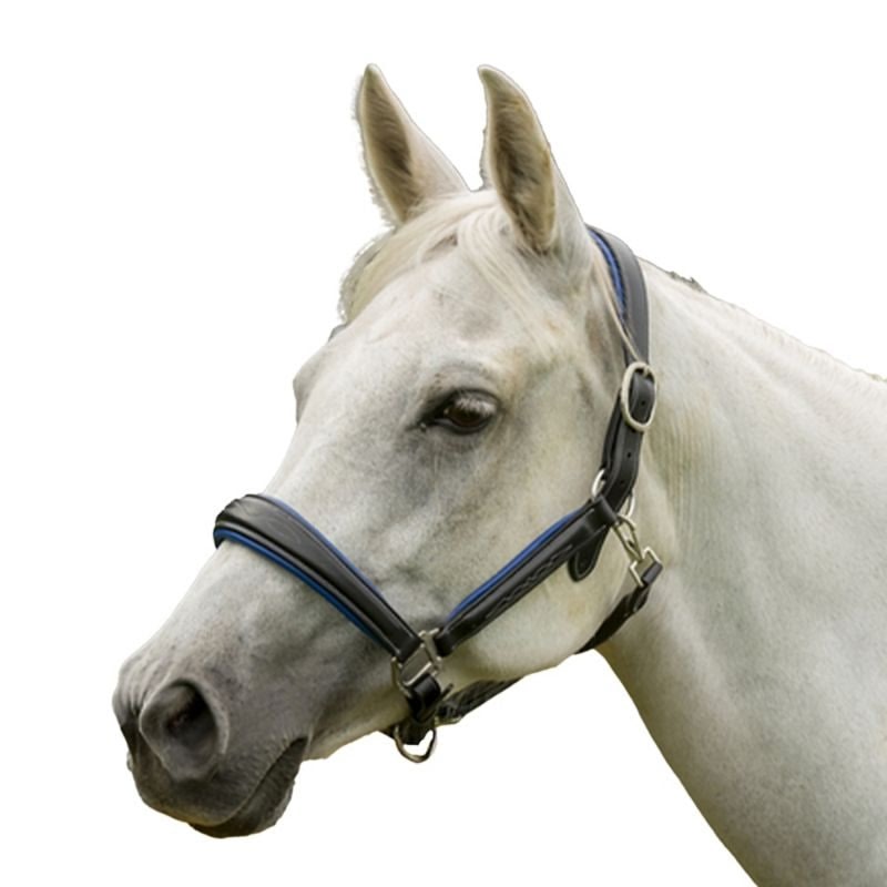 HDR Cahill Padded Halter - Image 2
