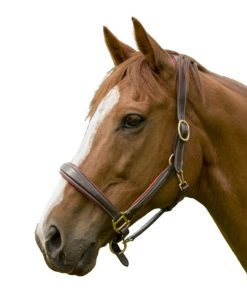 HDR Cahill Padded Halter