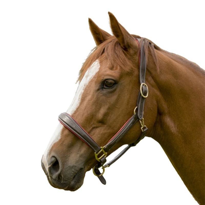 HDR Cahill Padded Halter