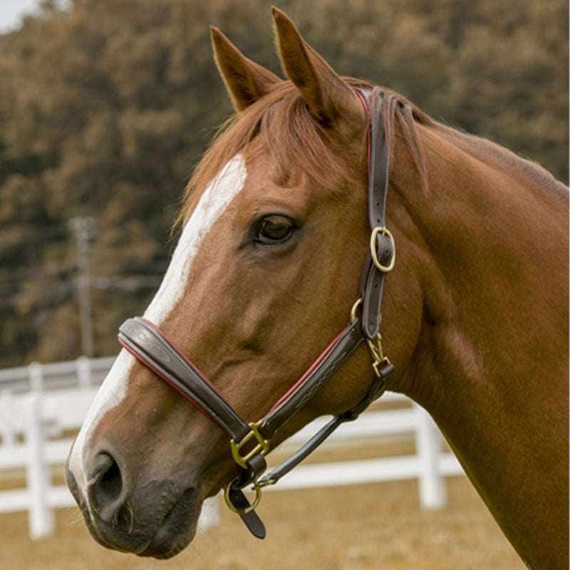 HDR Cahill Padded Halter - Image 3