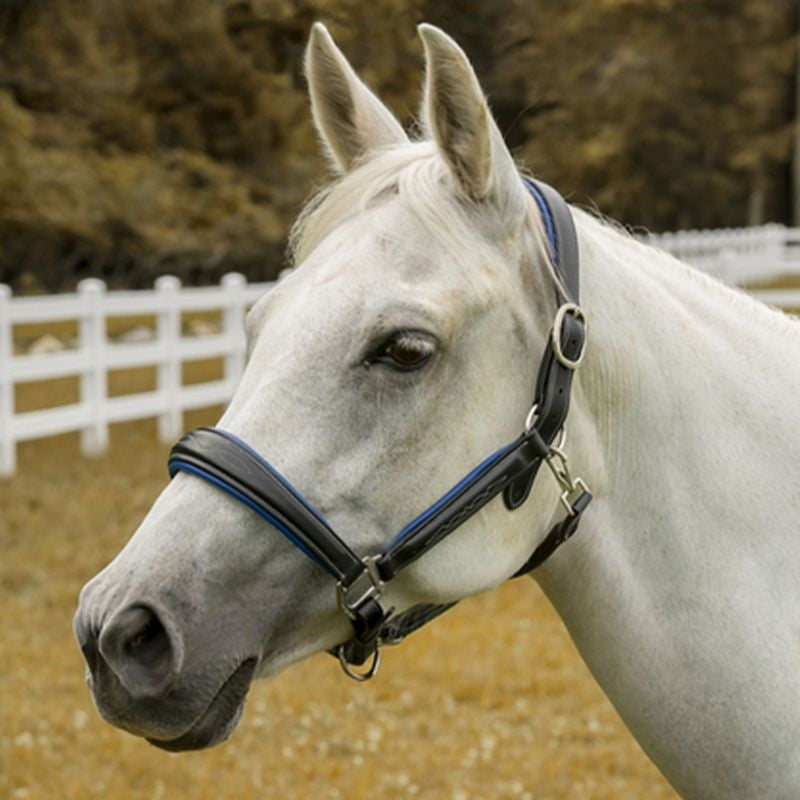 HDR Cahill Padded Halter - Image 4