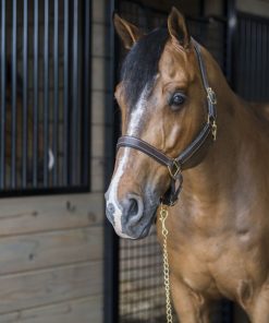 Alternative view of Gatsby Fully Adjust Padded Leather Halter