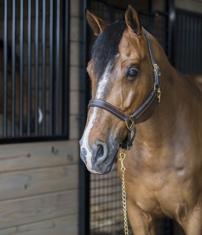 Gatsby Fully Adjust Padded Leather Halter - Image 2