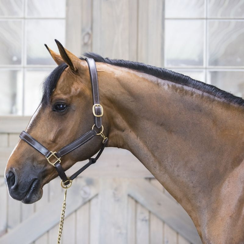 Gatsby Fully Adjust Padded Leather Halter - Image 6