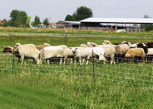 Electric Sheep Netting - Image 4