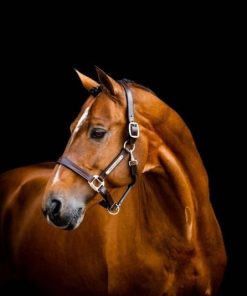 Alternative view of Horseware Signature Leather Halter