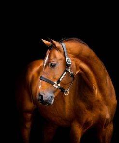 Horseware Signature Leather Halter