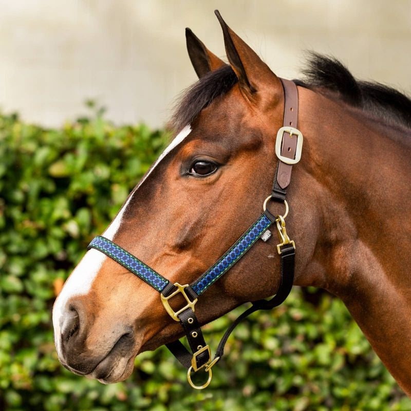 Equinavia Ribbon Break Halter - Image 2