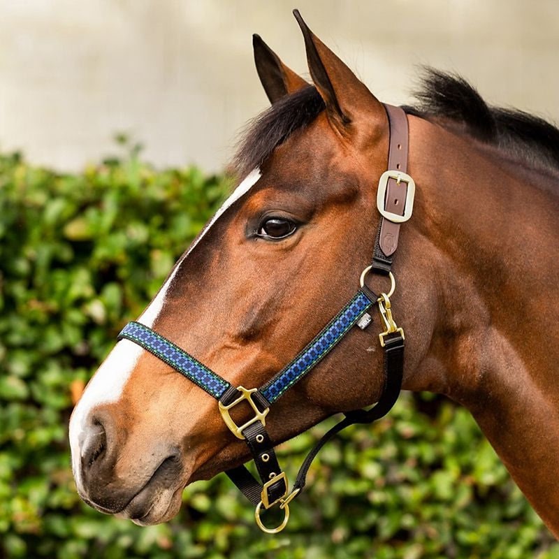 Equinavia Ribbon Break Halter - Image 3