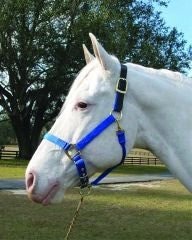 Adjustable Halter with Leather Crown Yearling Blk - Image 5