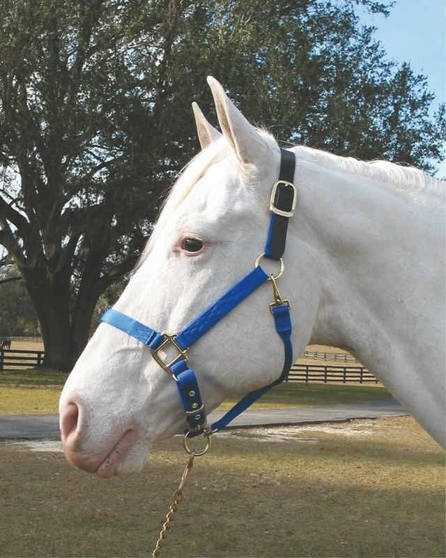 Adjustable Halter with Leather Crown Yearling Blk - Image 7