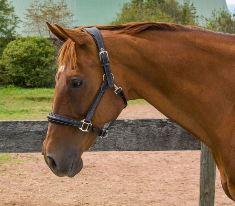 HDR Stress Free Fancy Stitch Halter - Image 4