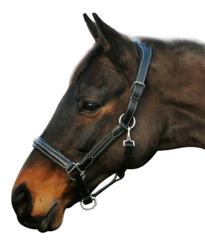 HDR Stress Free Fancy Stitch Halter - Image 5
