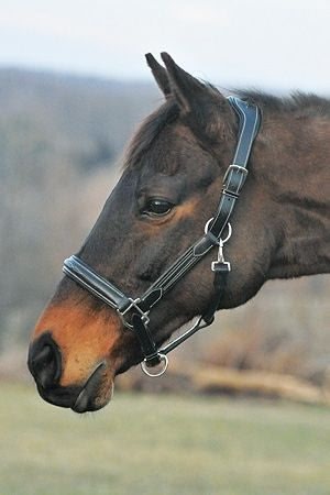 HDR Stress Free Fancy Stitch Halter - Image 3