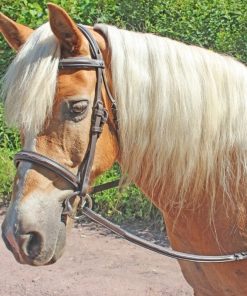 Alternative view of HDR Pro Fancy Raised Comfort Crown Padded Bridle