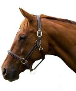 Alternative view of Henri de Rivel Kushy Plain Raised Halter with Flat