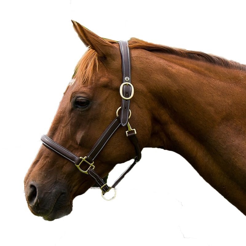 Henri de Rivel Kushy Plain Raised Halter with Flat - Image 2