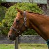 Henri de Rivel Kushy Plain Raised Halter with Flat