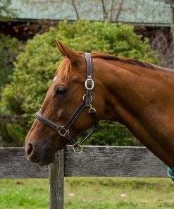 Henri de Rivel Kushy Plain Raised Halter with Flat