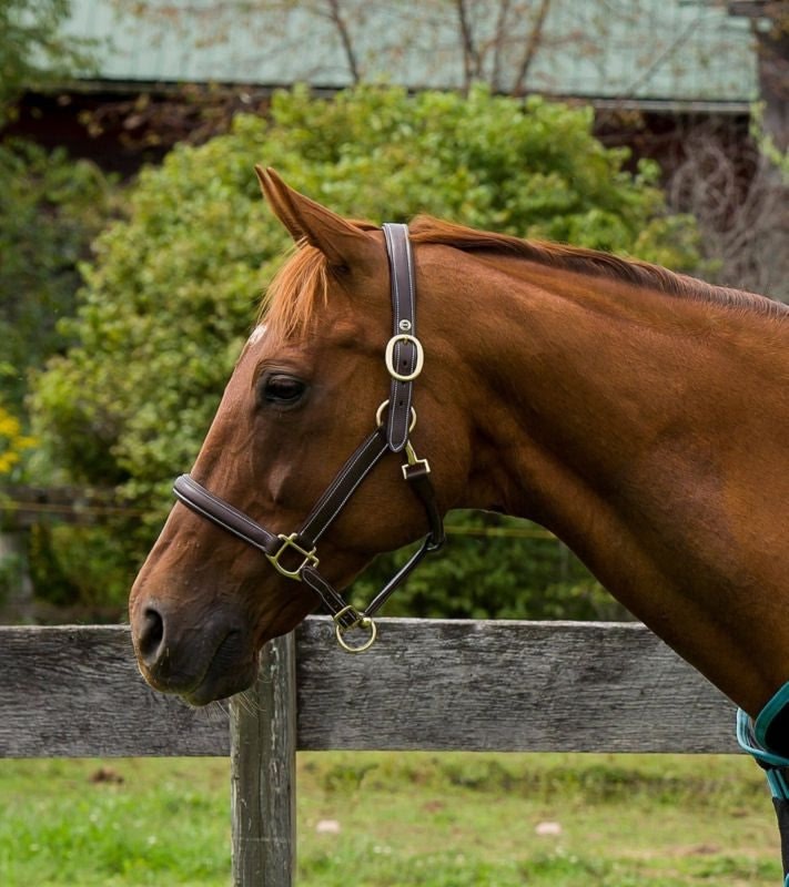 Henri de Rivel Kushy Plain Raised Halter with Flat - Image 3