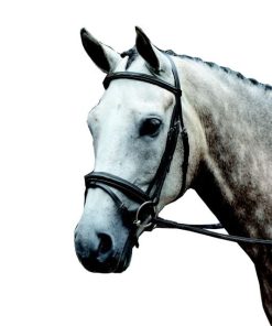 Collegiate Essential Fancy Flash Bridle