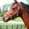 Arc de Triomphe Leather Halter