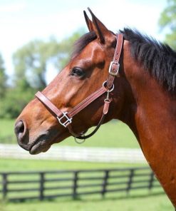 Arc de Triomphe Leather Halter