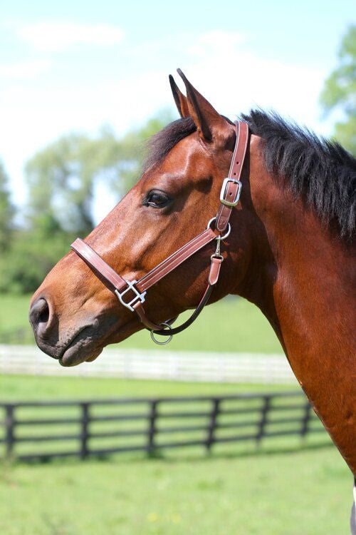 Arc de Triomphe Leather Halter