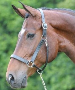 Alternative view of Arc de Triomphe Leather Halter