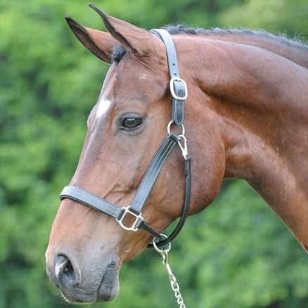 Arc de Triomphe Leather Halter - Image 2