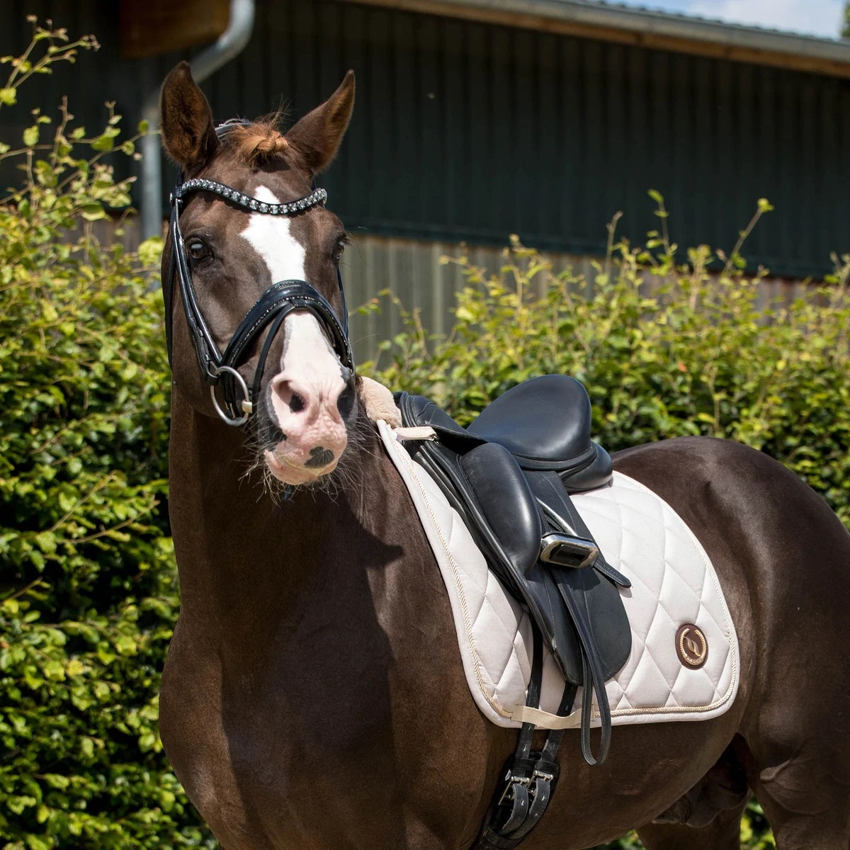 Back on Track Haze Collection Dressage Pad - Image 5