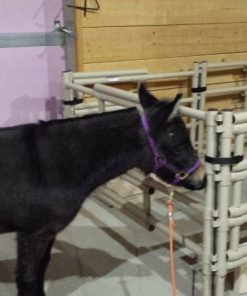 Alternative view of Carri-Lite Portable Mini Corral 4 Panel