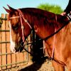 Al Dunning by Pro Choice Draw Rope Martingale