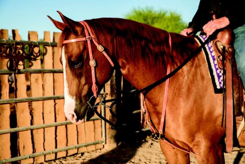 Al Dunning by Pro Choice Draw Rope Martingale