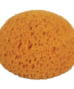 Honey Comb Form Hydra Sponge